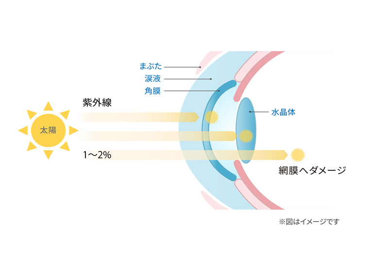 紫外線から瞳を守る